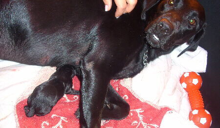 Geburt von Welpe 1 beim Labrador