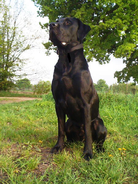 Labrador Mylo 1