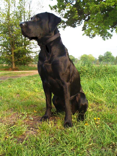 Labrador Mylo 2