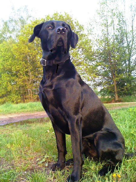 Labrador Mylo 3