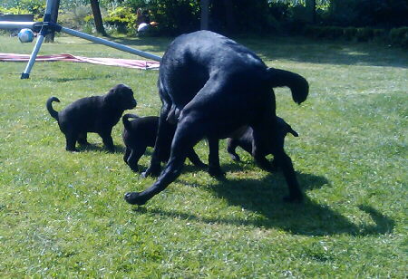 drei Labradorwelpen beim Spielen mit der Mutter